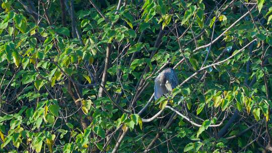 广州麓湖公园栖息在树林里的夜鹭