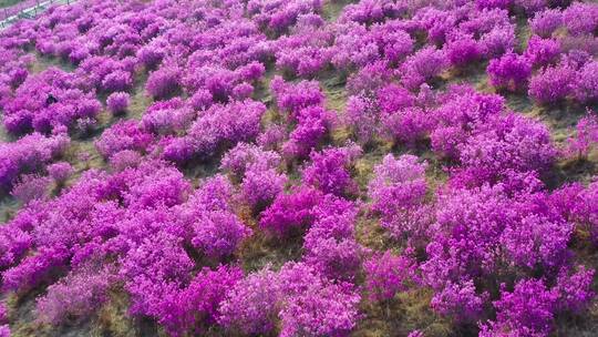 扎兰屯杜鹃花 4k高清视频