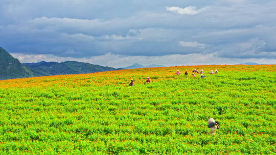 农民忙着在地里采摘万寿菊