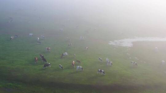 晨雾中的牧场