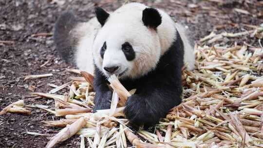 大熊猫吃竹笋特写视频素材模板下载