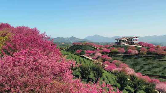 台品樱花