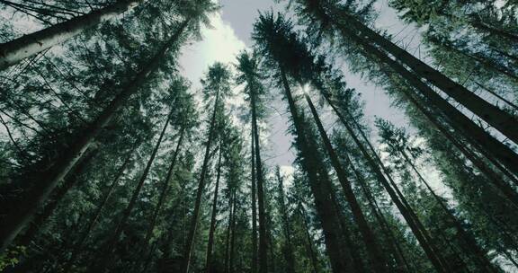 森林里茂密的大树