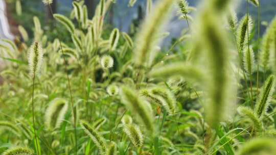 狗尾巴草草丛野草植物狗尾草公园唯美风景