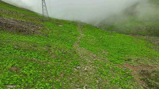 航拍云雾缭绕的川西巴朗山垭口高山牧场风光视频素材模板下载