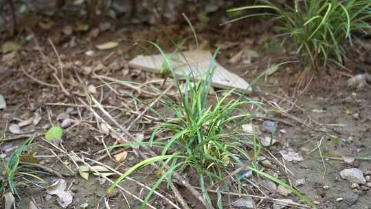 小区绿化 草 小草 绿植 植物