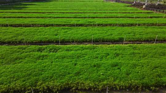 中国绿色农业批量化种植现代种植绿色生产