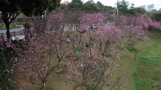 城市樱花盛开航拍