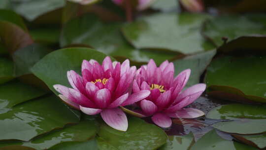 雨中水莲 莲花 睡莲 水莲