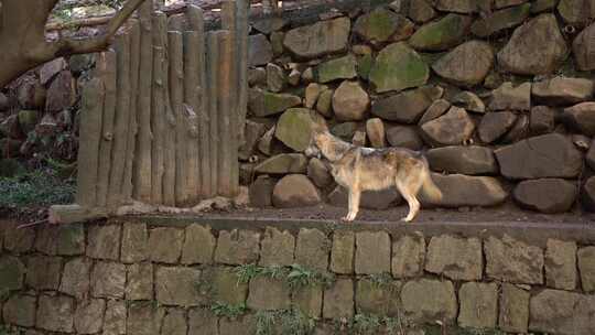 野生狼狗1条