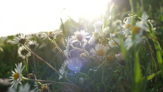 阳光下的白色雏菊