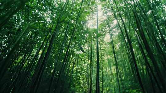 原始森林 翠竹掩映 鹿鸣林间 鸟声婉转