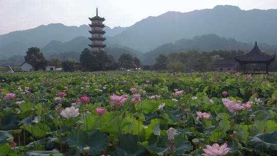 武义十里荷花景区风光航拍 合集