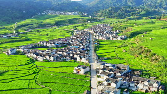 绿色稻田里的村庄