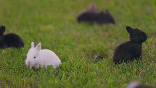 野兔 兔子 兔年视频素材模板下载