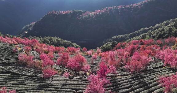 无量山樱花谷 春天最先到达的地方