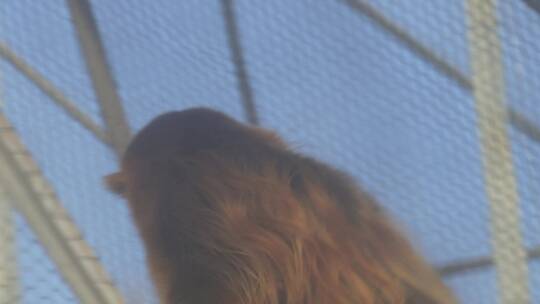 【镜头合集】保护动物金丝猴长臂猿动物园