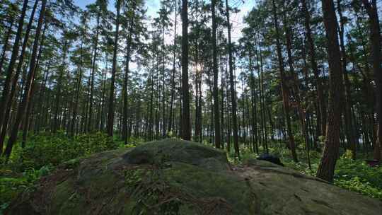 重庆夏季阳光森林空镜