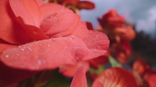 水滴落在红花花瓣上