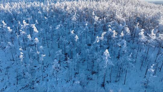 航拍林海雪原银色松林