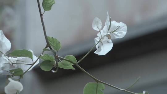 慢镜头摇曳的小白花视频脉络清晰的百花绿叶