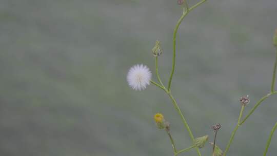 蒲公英水草游荡波纹合集