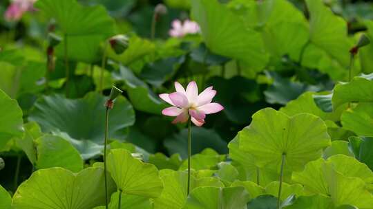 荷花 莲花 夏天