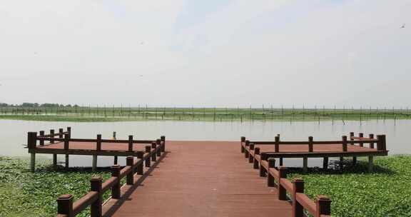 长荡湖湿地湖水飞鸟美丽风光