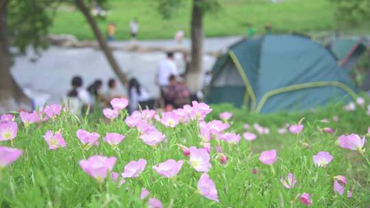 合集 花海露营升格视频