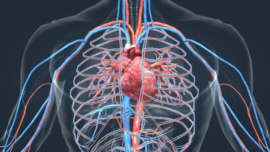 心脏动画人体器官心血管系统医学动画心脏