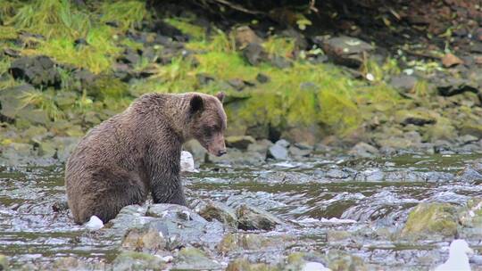 棕熊在河中捕捞鲑鱼