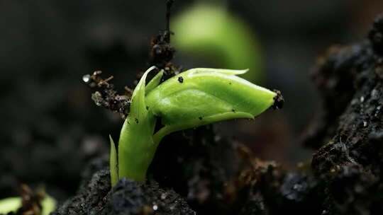 春天自然风景水滴生长种子发芽雨后森林
