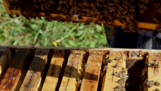 蜂巢，蜂巢，蜜蜂，养蜂