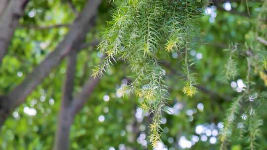 特写绿色植物枝叶