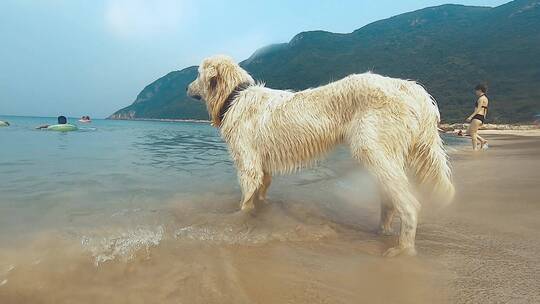狗狗在深圳的沙滩看着大海