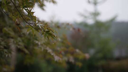 雨天的枫叶 GY1187