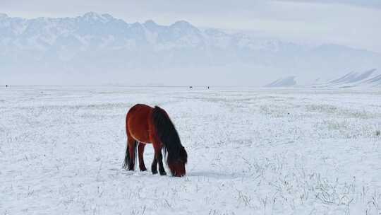 冬天雪山下的马 雪地上的马 马