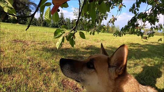 小狗在吃树上的果实视频素材模板下载