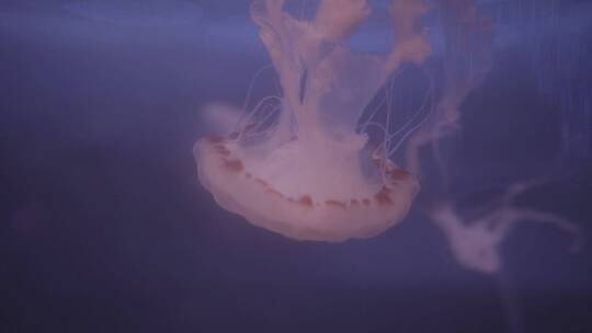 浮游水母