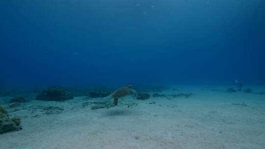 海龟，海洋，海洋生物，水下