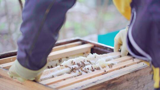 中蜂蜂农查看蜂群