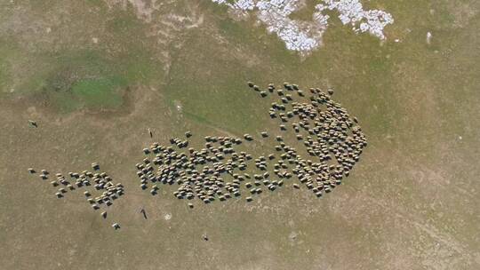 从空中俯瞰一群羊群