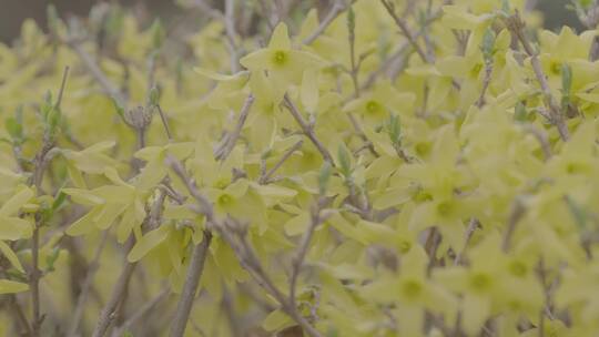 迎春花开特写LOG