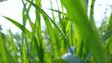 阳光露珠小草绿叶小清新空境升格高清在线视频素材下载