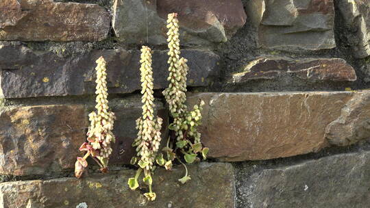 花园墙壁上生长的植物