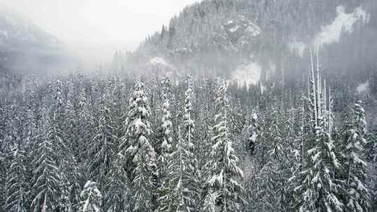 山，冬天，雪，树