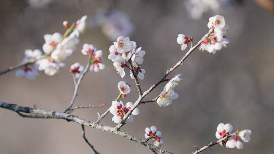 唯美的白色梅花