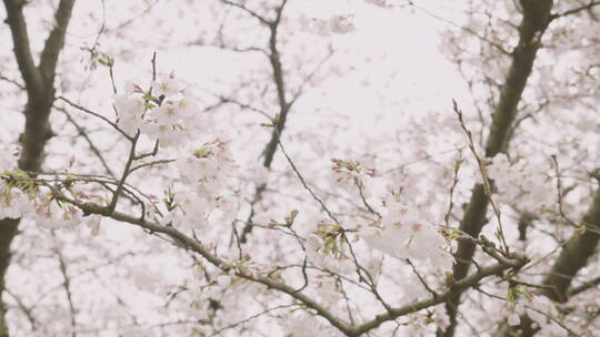 樱花特写5