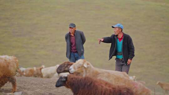 羊群牧民牧场新疆内蒙古吃草山羊草地草原视频素材模板下载