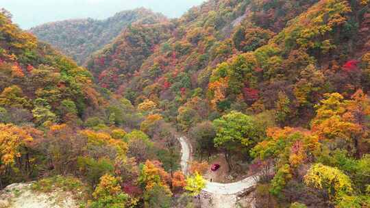 秋季森林自然风景实拍